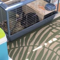 Lapin nain #2