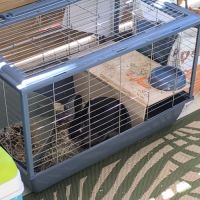 Lapin nain #3