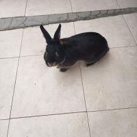 Lapin nain #0