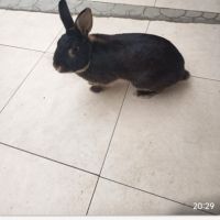 Lapin nain #5