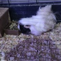 Cochon d'inde #4