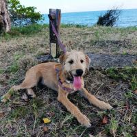 Youpi, le vif et curieux #6