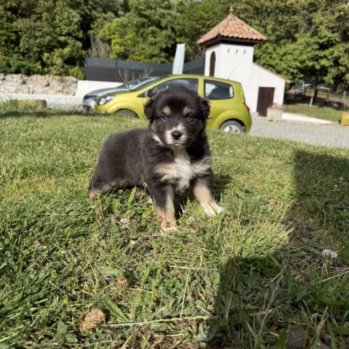 Chiots berger australien #1