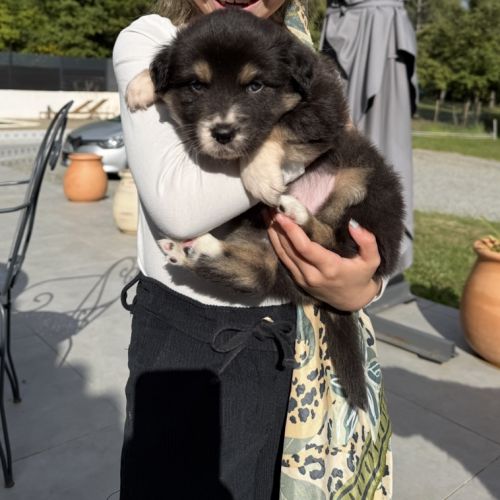 Chiots berger australien