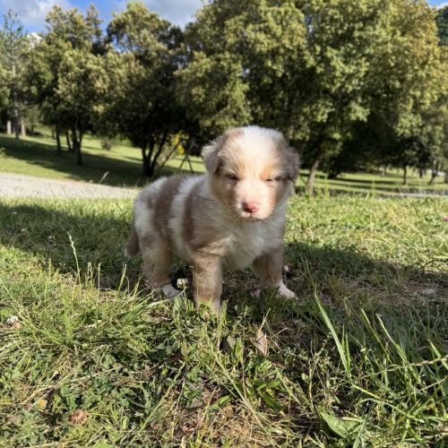 Chiots berger australien #3