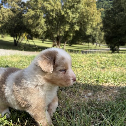 Chiots berger australien #4