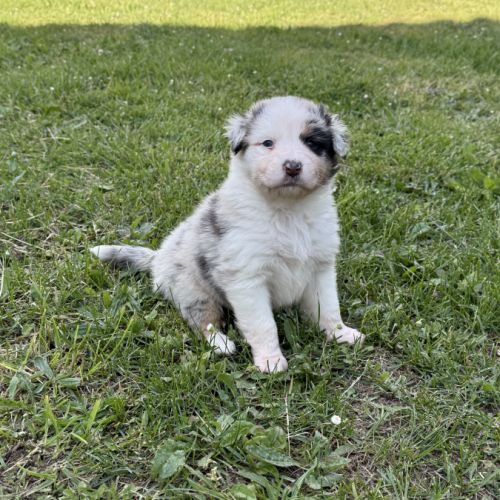 Chiots berger australien #7