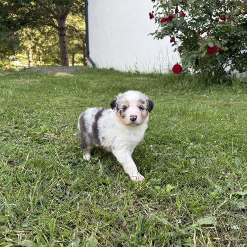 Chiots berger australien #9