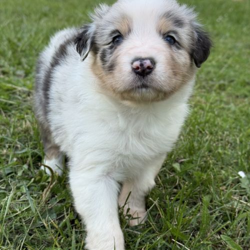 Chiots berger australien #10