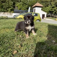 Chiots berger australien #1