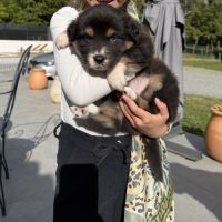 Chiots berger australien #0