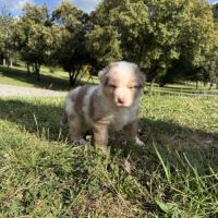 Chiots berger australien #3