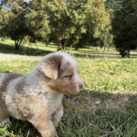Chiots berger australien #4