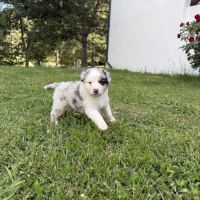 Chiots berger australien #5