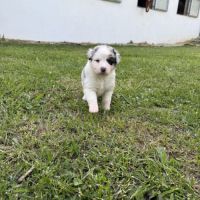 Chiots berger australien #6