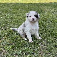 Chiots berger australien #7