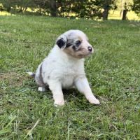 Chiots berger australien #8