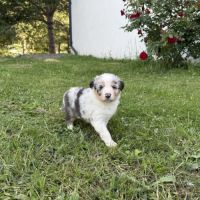 Chiots berger australien #9