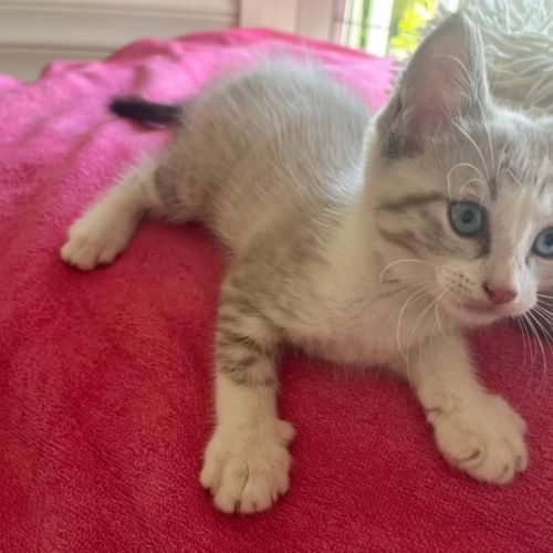 Cha-am #3