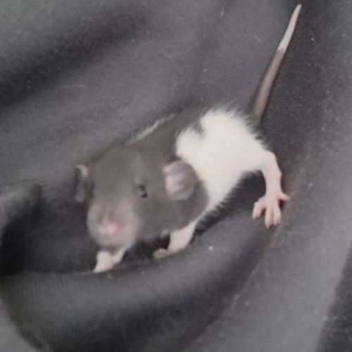 Petits ratons dumbo velours #3