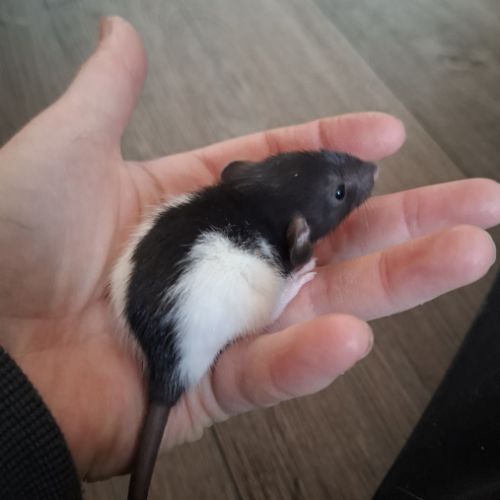 Petits ratons dumbo velours #5
