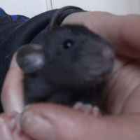 Petits ratons dumbo velours #1