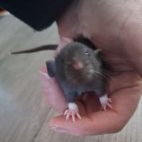 Petits ratons dumbo velours #2