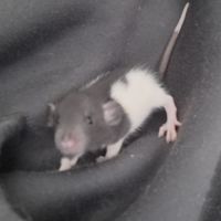Petits ratons dumbo velours #3