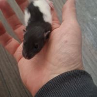 Petits ratons dumbo velours #4