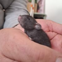 Petits ratons dumbo velours #7
