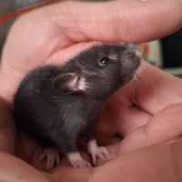 Petits ratons dumbo velours #0