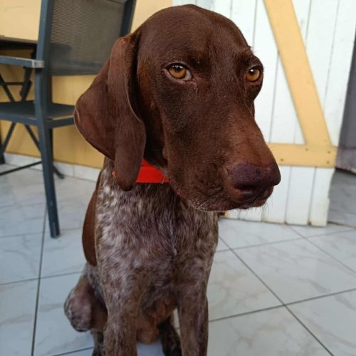 Kiara la belle setter chocolat #2