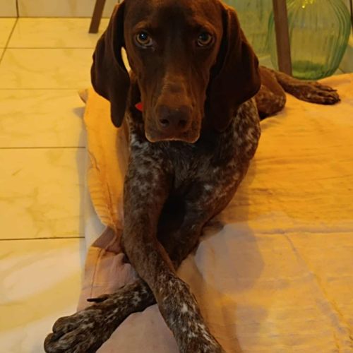 Kiara la belle setter chocolat #4