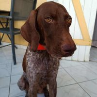 Kiara la belle setter chocolat #2