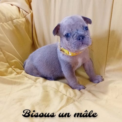 Bouledogue français couleur exotique  porteur fluf #2