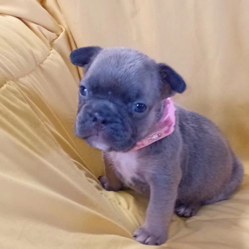 Bouledogue français couleur exotique  porteur fluf #3