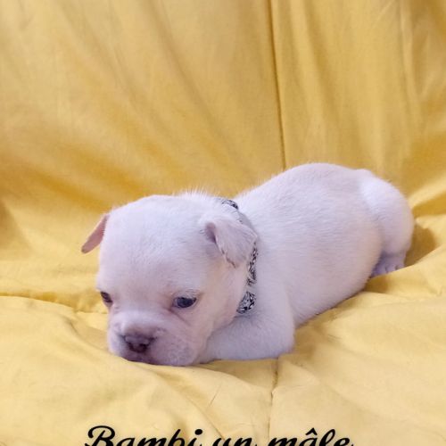 Bouledogue français couleur exotique  porteur fluf #4