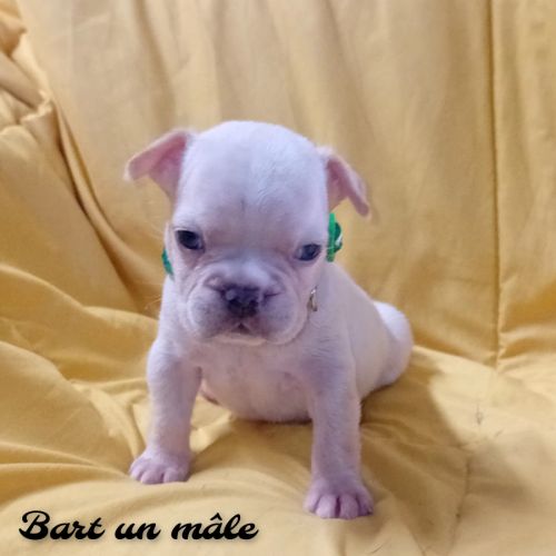 Bouledogue français couleur exotique  porteur fluf #5