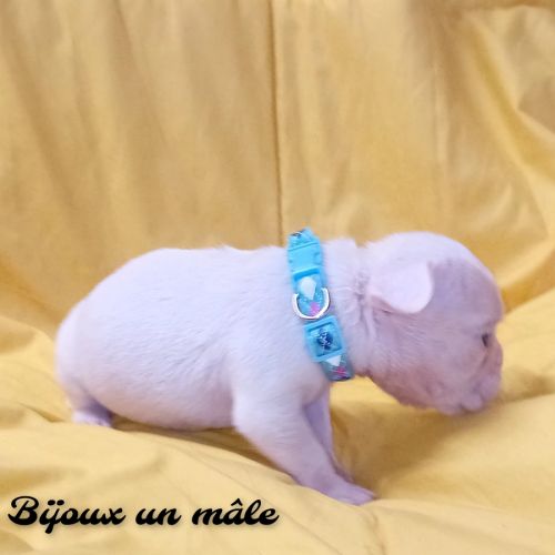 Bouledogue français couleur exotique  porteur fluf #6