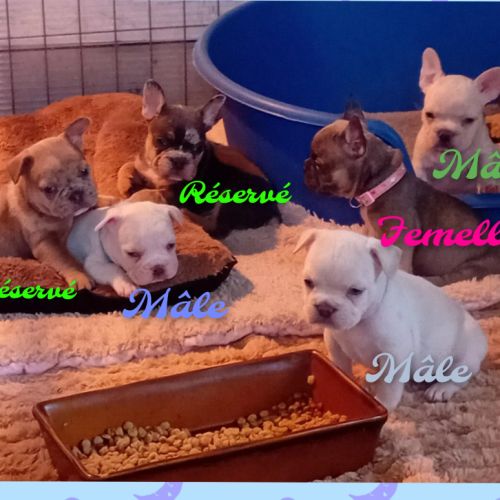 Bouledogue français couleur exotique  porteur fluf