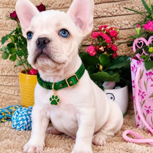 Bouledogue français couleur  porteur fluf