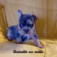 Bouledogue français couleur exotique  porteur fluf #0
