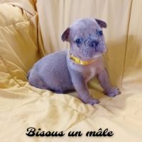Bouledogue français couleur exotique  porteur fluf #2