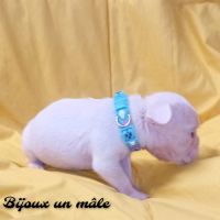 Bouledogue français couleur exotique  porteur fluf #6