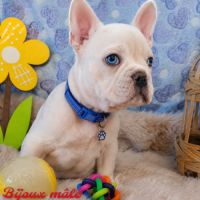 Bouledogue français couleur  porteur fluf #2