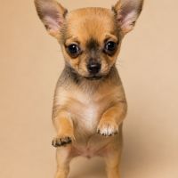 Chiot chihuahua femelle #1