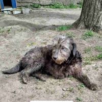 Chouchou se trouve dans un refuge en ukraine #1