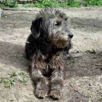 Chouchou se trouve dans un refuge en ukraine