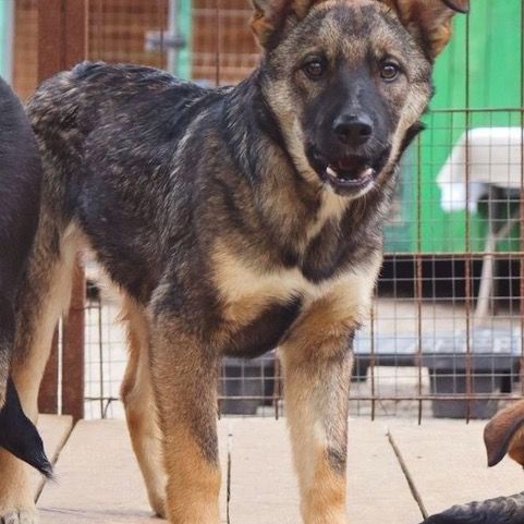 Wolf se trouve dans un refuge en ukraine