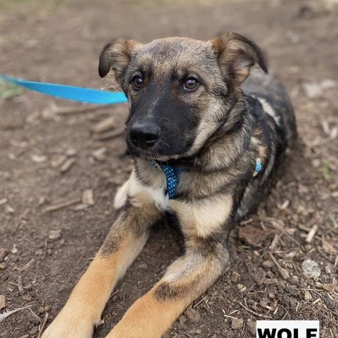 Wolf se trouve dans un refuge en ukraine #5